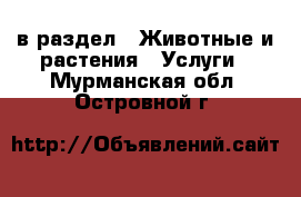  в раздел : Животные и растения » Услуги . Мурманская обл.,Островной г.